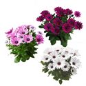 Bild von Osteospermum  P12 Divers